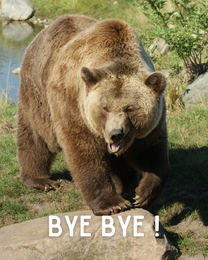 Huge Bear virtual Funny Leaving eCard greeting