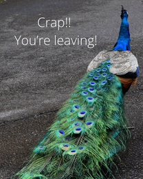 Crap online Funny Leaving Card | Virtual Funny Leaving Ecard