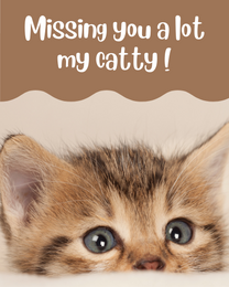 My Catty virtual Pet Sympathy eCard greeting