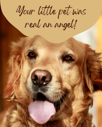 An Angle online Pet Sympathy Card