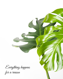 Tropical Leaves online Sympathy Card | Virtual Sympathy Ecard