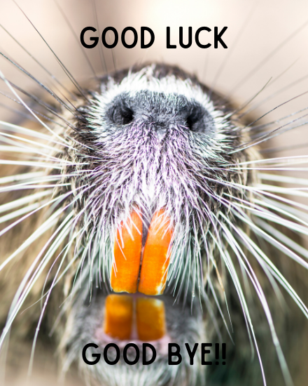 Good Luck online Funny Leaving Card