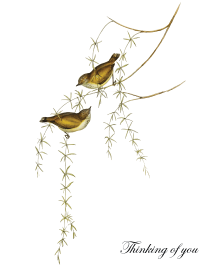 Birds Thinking Of You online Sympathy Card